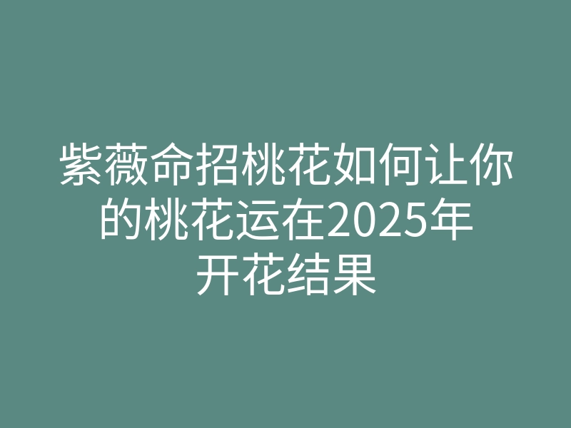 紫薇命招桃花如何让你的桃花运在2025年开花结果