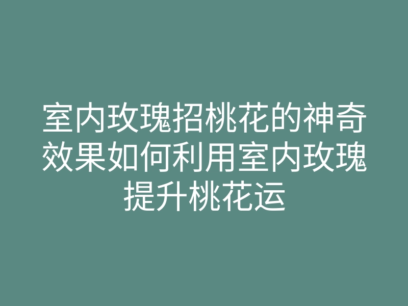 室内玫瑰招桃花的神奇效果如何利用室内玫瑰提升桃花运