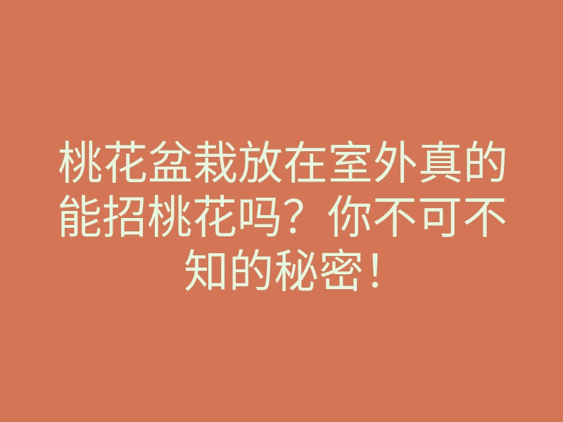 桃花盆栽放在室外真的能招桃花吗?你不可不知的秘密!