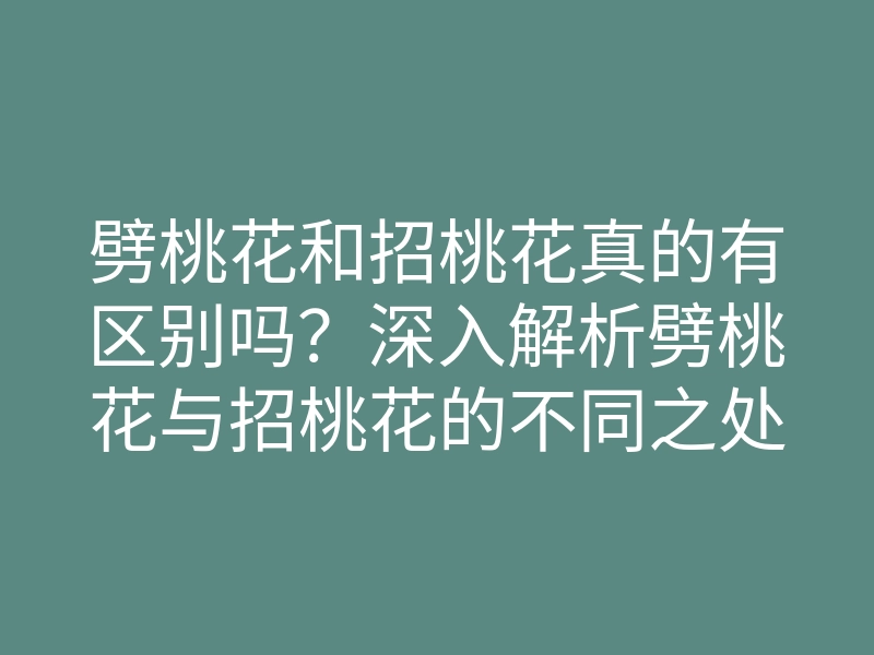 劈桃花和招桃花真的有区别吗?深入解析劈桃花与招桃花的不同之处