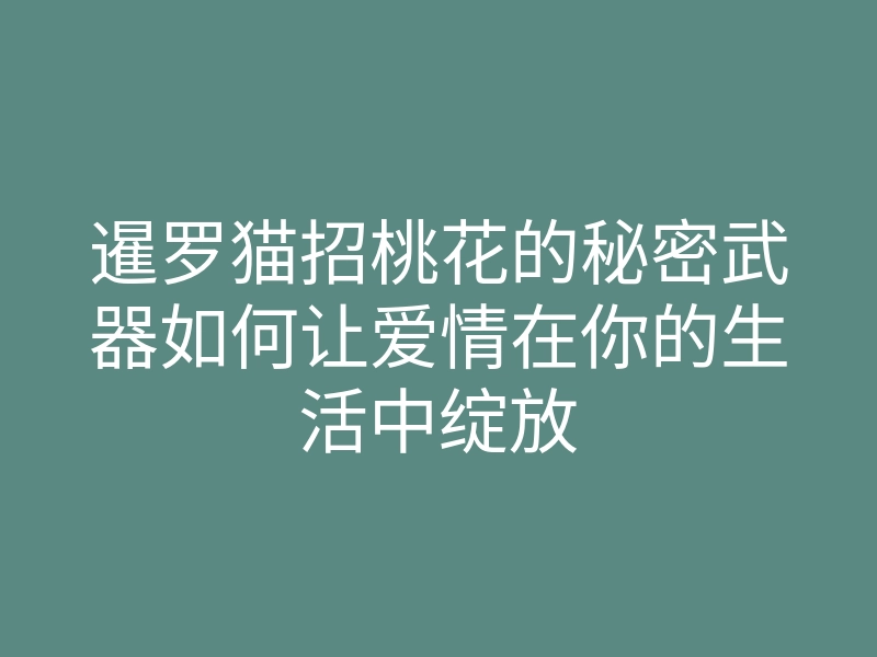 暹罗猫招桃花的秘密武器如何让爱情在你的生活中绽放