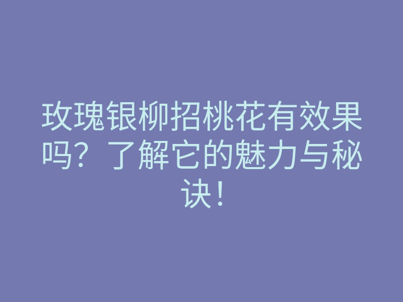 玫瑰银柳招桃花有效果吗?了解它的魅力与秘诀!