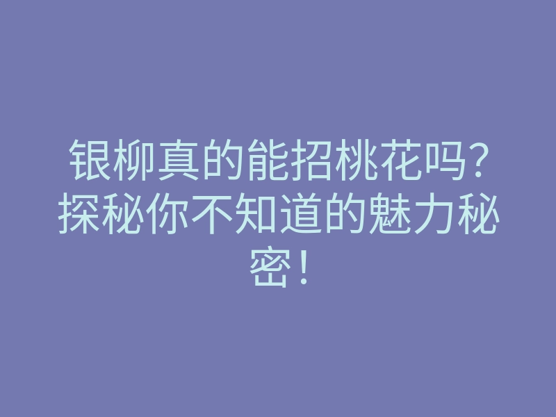 银柳真的能招桃花吗?探秘你不知道的魅力秘密!