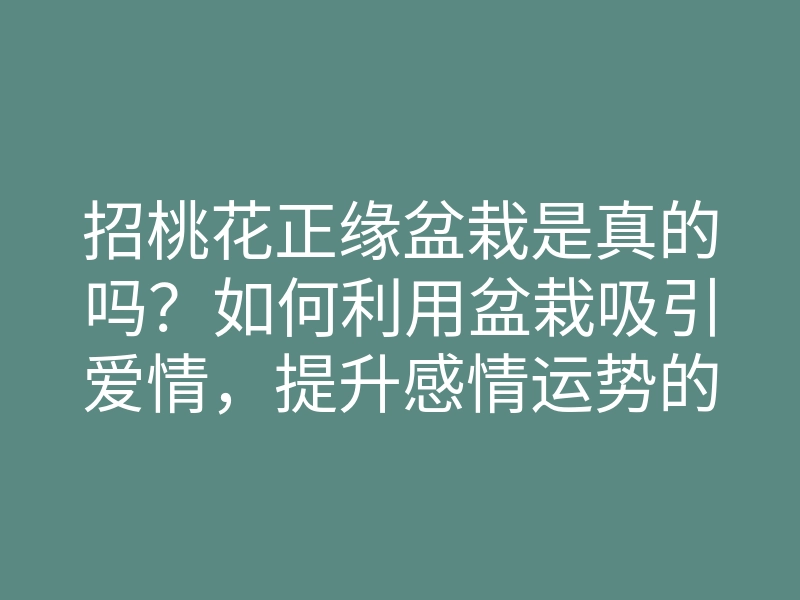 招桃花正缘盆栽是真的吗?如何利用盆栽吸引爱情,提升感情运势的方法