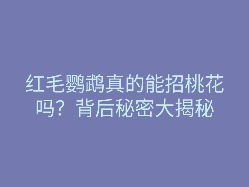 红毛鹦鹉真的能招桃花吗?背后秘密大揭秘