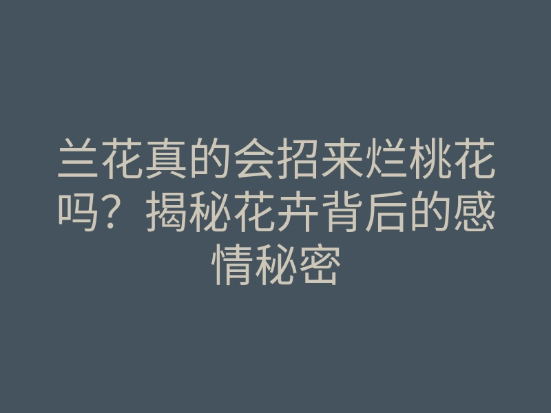 兰花真的会招来烂桃花吗?揭秘花卉背后的感情秘密