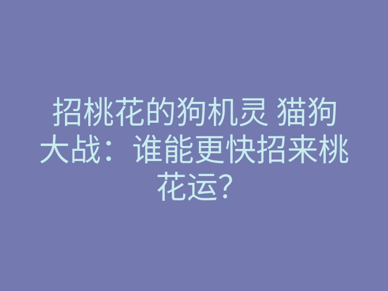 招桃花的狗机灵 猫狗大战:谁能更快招来桃花运?