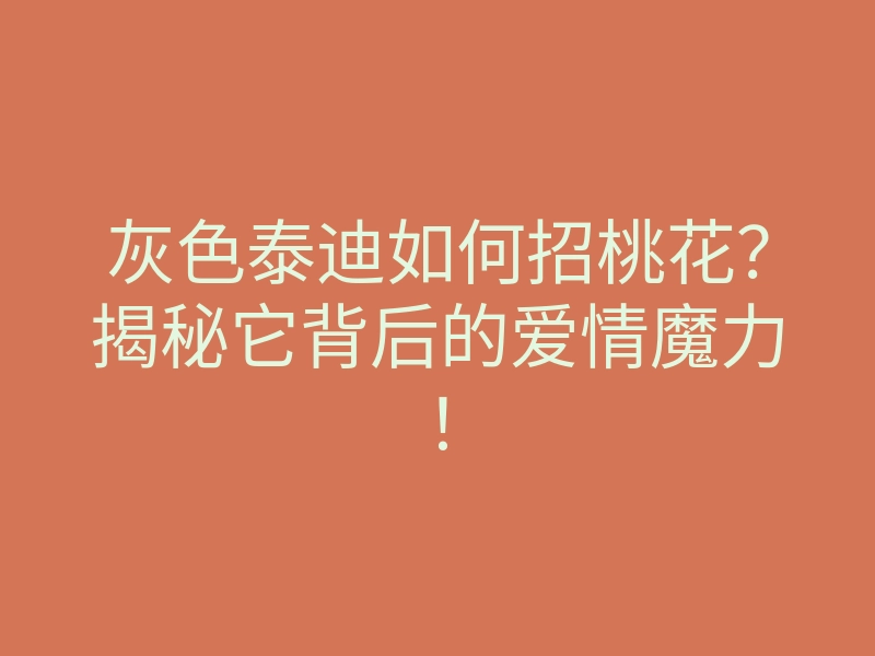 灰色泰迪如何招桃花？揭秘它背后的爱情魔力！