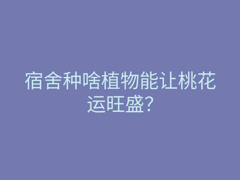 宿舍种啥植物能让桃花运旺盛?