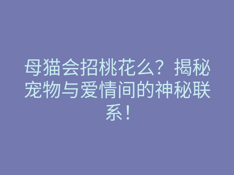 母猫会招桃花么?揭秘宠物与爱情间的神秘联系!