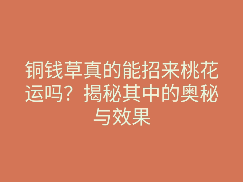 铜钱草真的能招来桃花运吗?揭秘其中的奥秘与效果