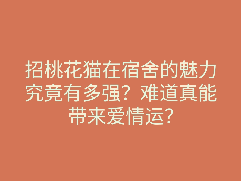 招桃花猫在宿舍的魅力究竟有多强?难道真能带来爱情运?