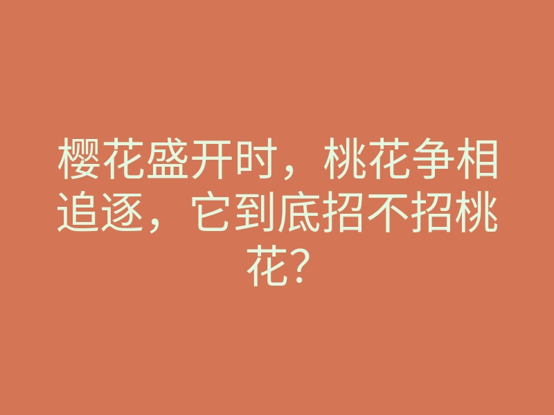 樱花盛开时，桃花争相追逐，它到底招不招桃花？