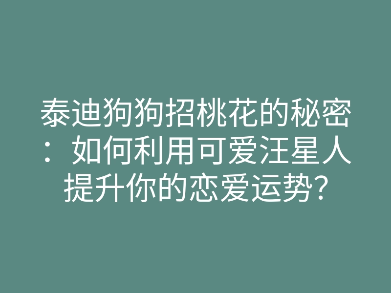 泰迪狗狗招桃花的秘密:如何利用可爱汪星人提升你的恋爱运势?
