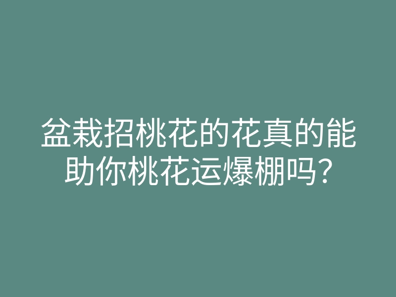 盆栽招桃花的花真的能助你桃花运爆棚吗?