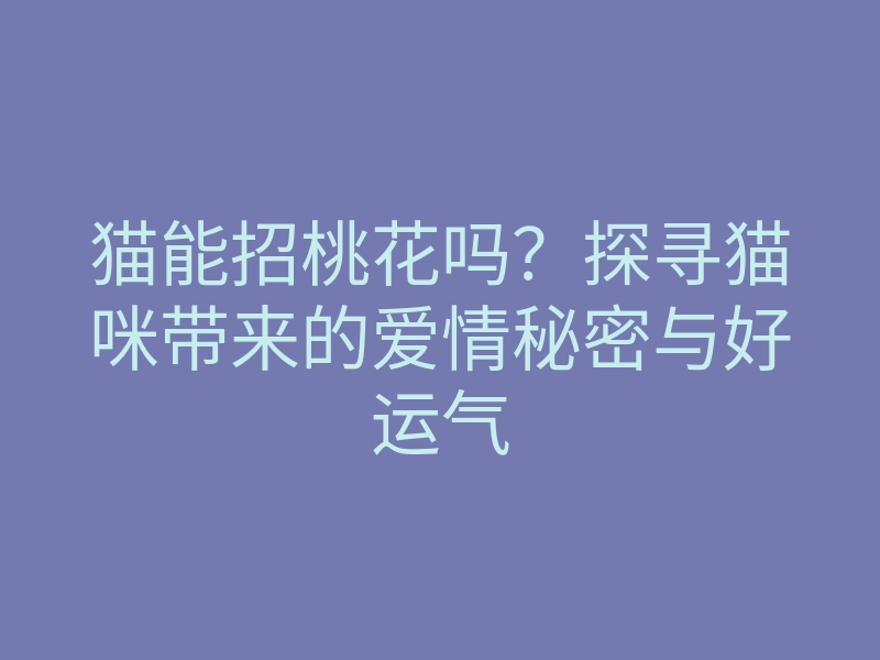 猫能招桃花吗?探寻猫咪带来的爱情秘密与好运气
