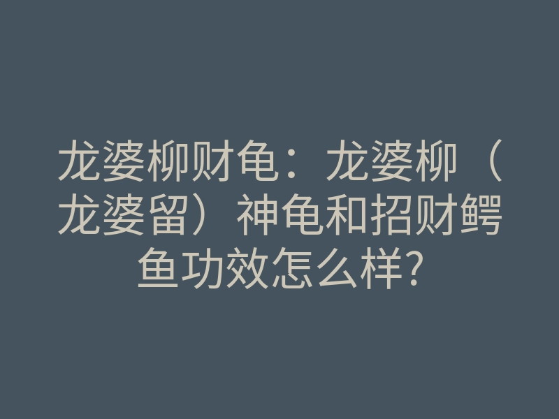 龙婆柳财龟:龙婆柳(龙婆留)神龟和招财鳄鱼功效怎么样?