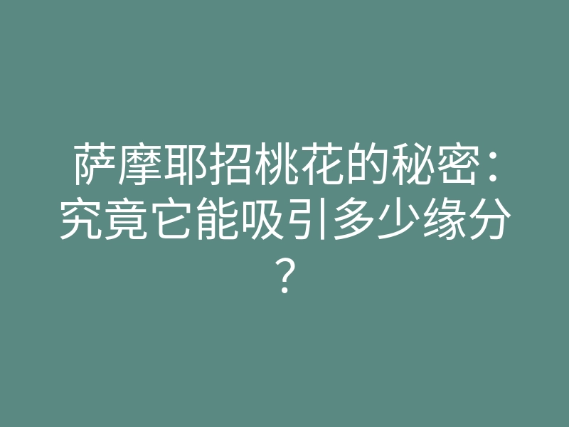 萨摩耶招桃花的秘密:究竟它能吸引多少缘分?