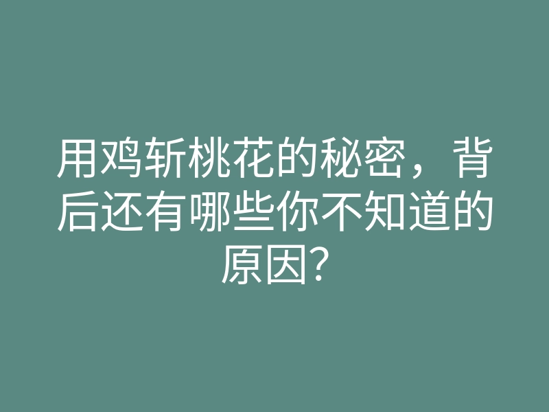 用鸡斩桃花的秘密,背后还有哪些你不知道的原因?