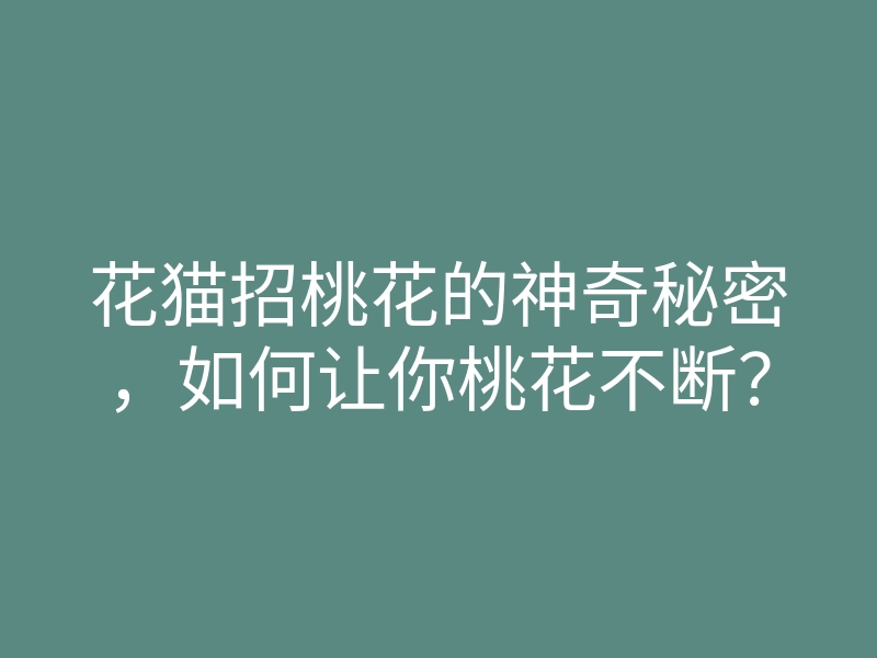 花猫招桃花的神奇秘密,如何让你桃花不断?