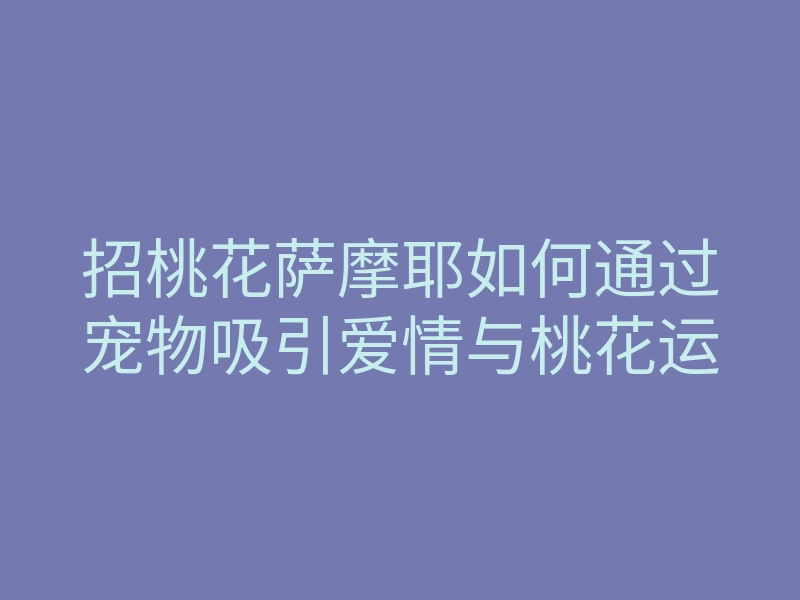 招桃花萨摩耶如何通过宠物吸引爱情与桃花运