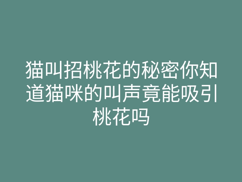 猫叫招桃花的秘密你知道猫咪的叫声竟能吸引桃花吗