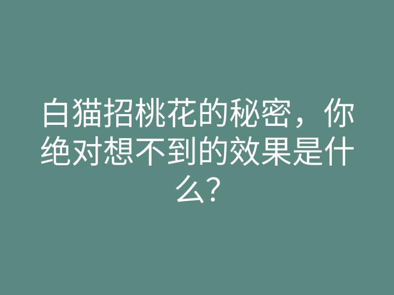 白猫招桃花的秘密,你绝对想不到的效果是什么?