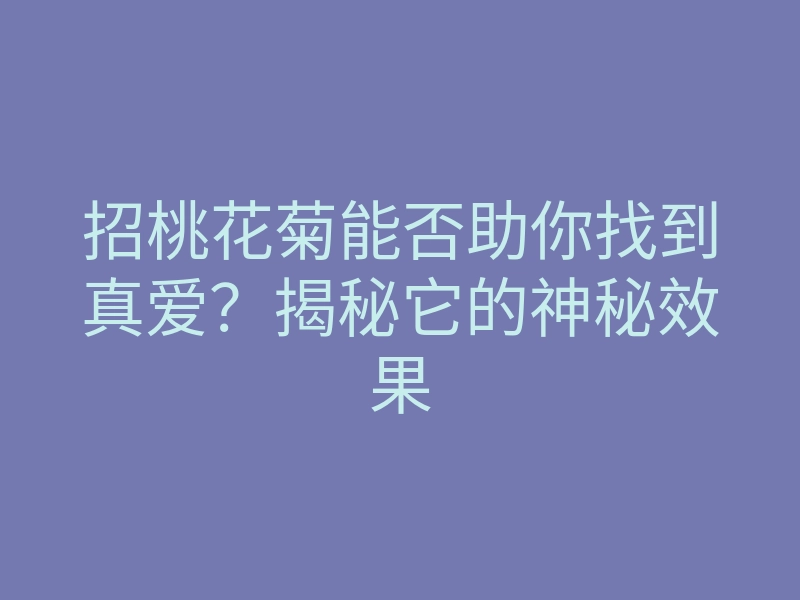 招桃花菊能否助你找到真爱?揭秘它的神秘效果