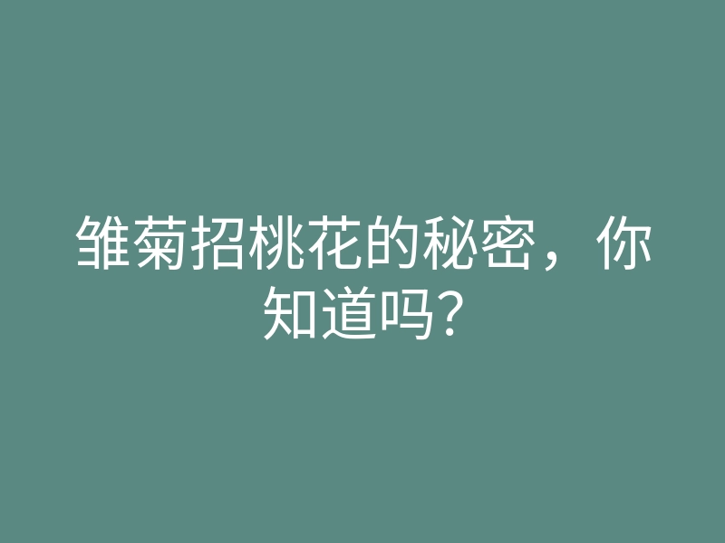雏菊招桃花的秘密,你知道吗?