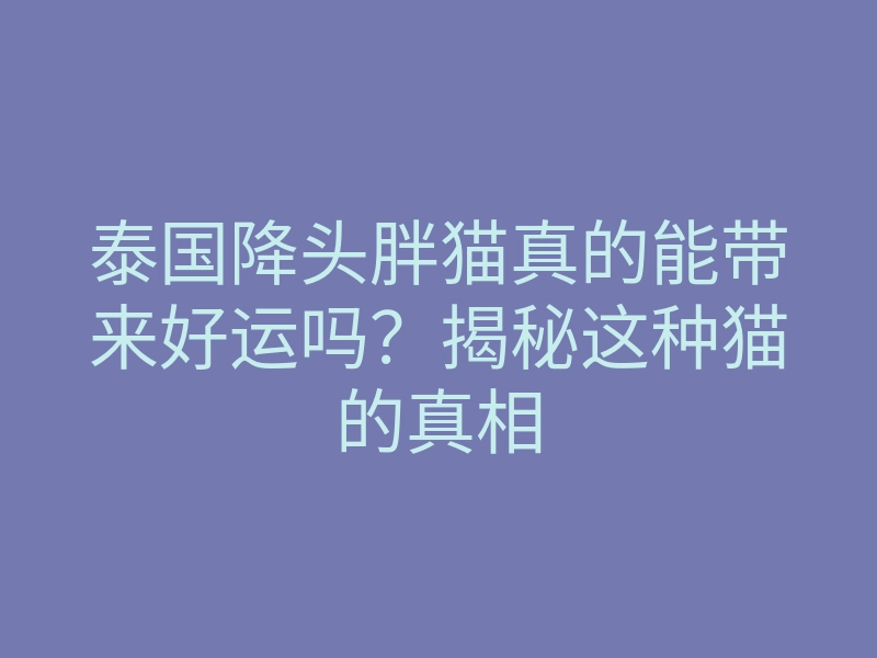 泰国降头胖猫真的能带来好运吗?揭秘这种猫的真相