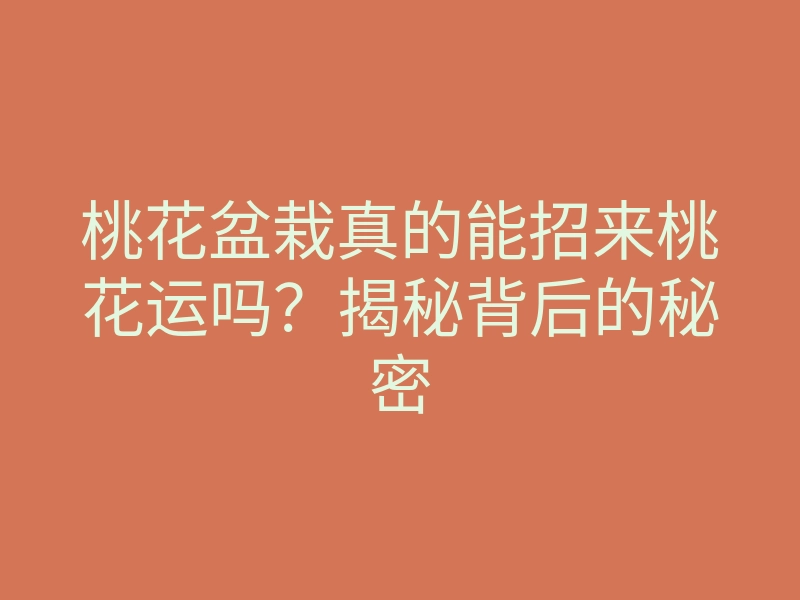 桃花盆栽真的能招来桃花运吗?揭秘背后的秘密